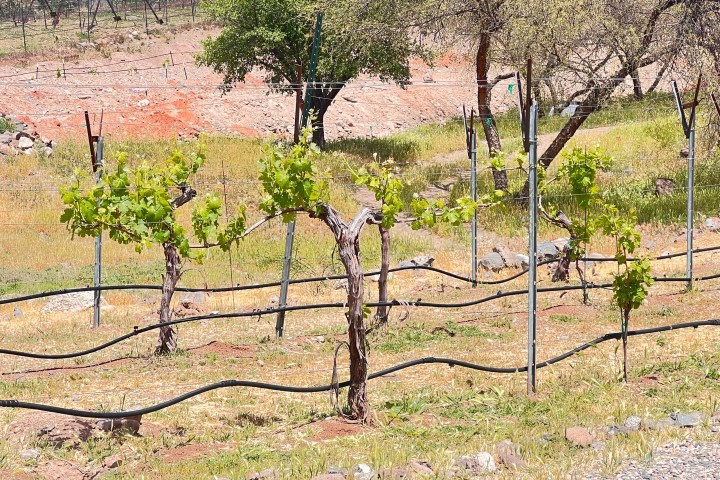 Young grapevines in a vineyard supported by wires, surrounded by sparse grass and trees.
