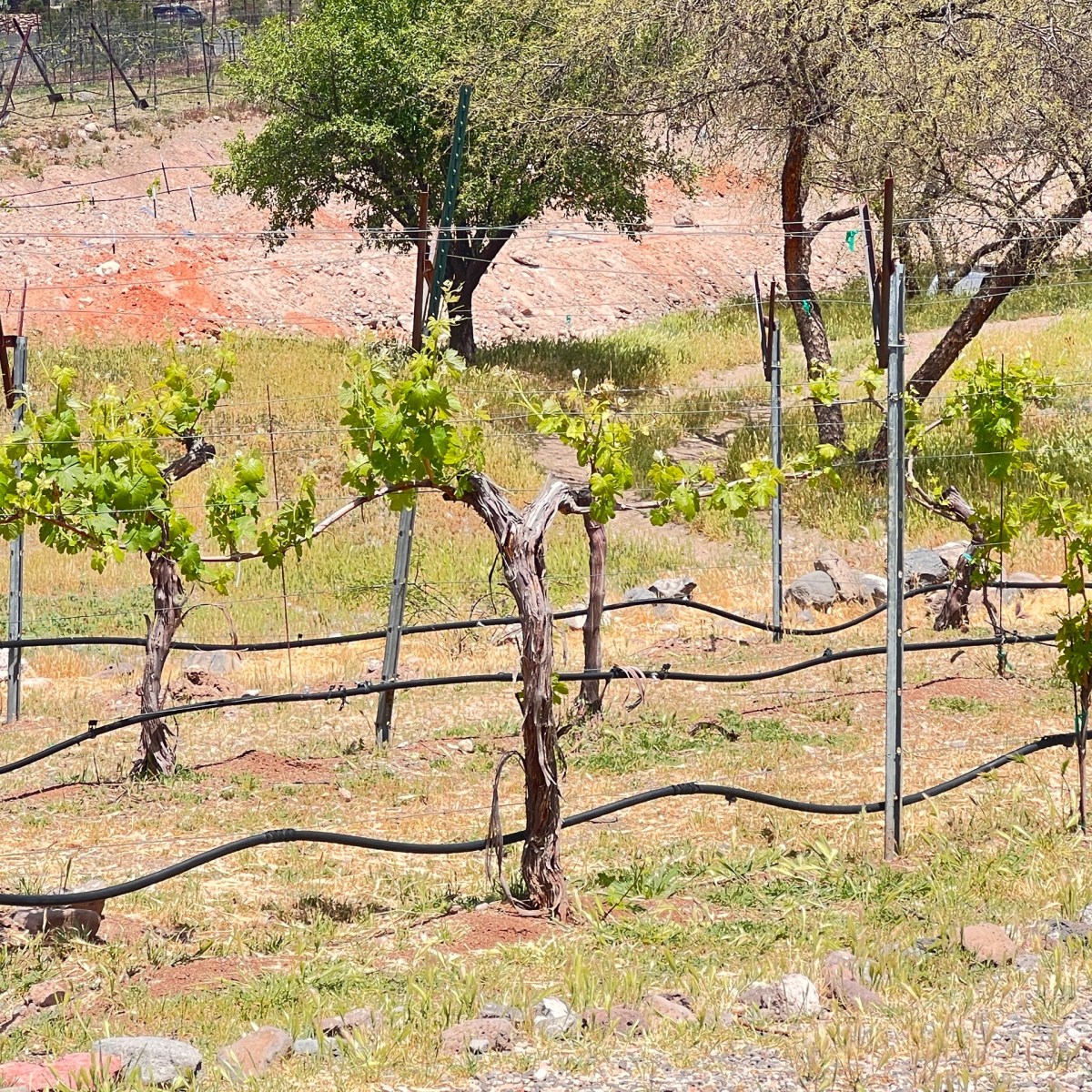 Young grapevines in a vineyard supported by wires, surrounded by sparse grass and trees.