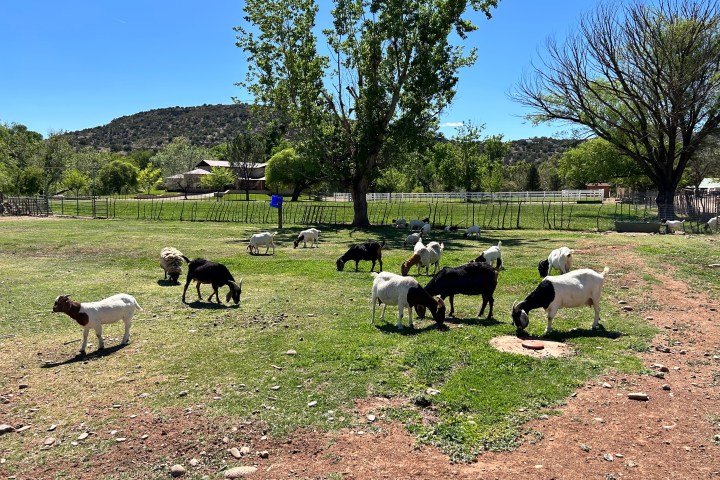Goats grazing in a sunny field with trees, a fence, and a house in the background.
