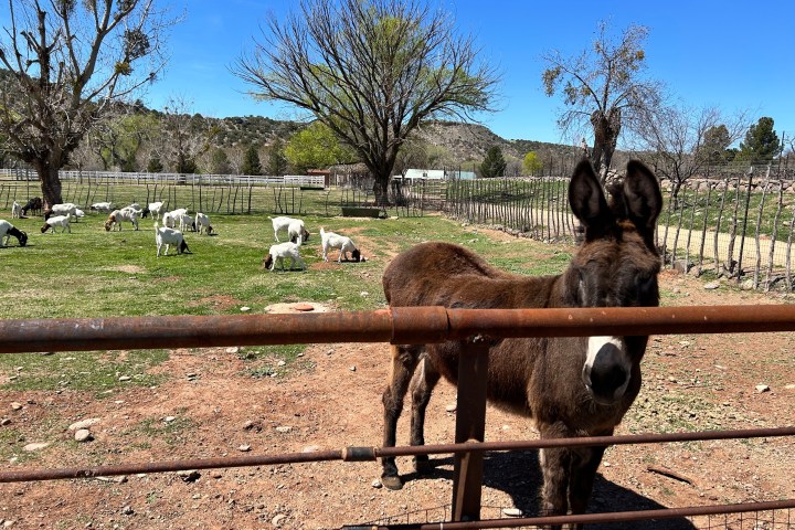 Donkey behind a fence with goats grazing in a sunny pasture.