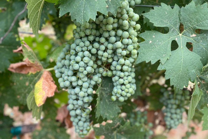 Cluster of green grapes hanging on a vine with large leaves.