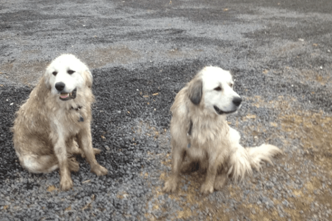 Two fluffy dogs sitting on a gravel surface, looking in different directions.