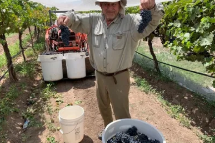 Man in vineyard holding bunches of grapes with a bucket full of grapes on the ground.