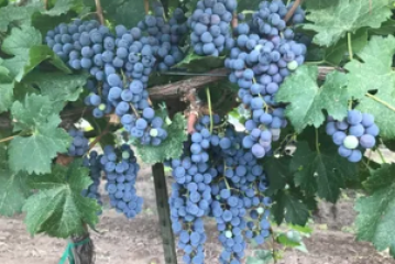 Bunches of purple grapes growing on a vine with green leaves.