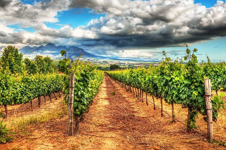 Vineyard with lush green vines under a dramatic cloudy sky and distant mountains.
