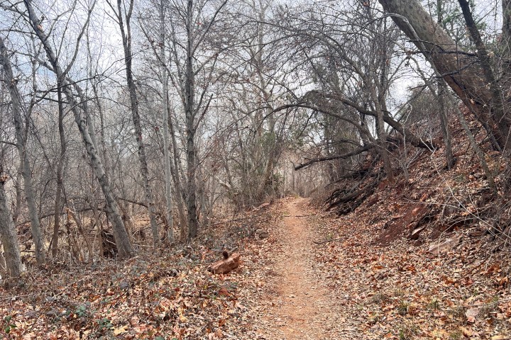 Leaf-covered trail through a winter forest with bare trees and cloudy sky.