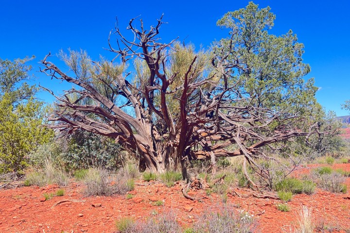 Twisted tree with bare branches on red soil under a bright blue sky.