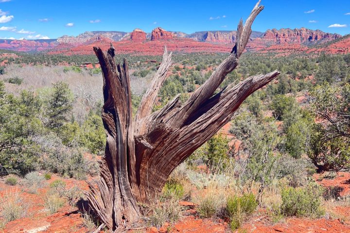 Twisted tree trunk on red rocky terrain with distant red rock formations under a clear blue sky.
