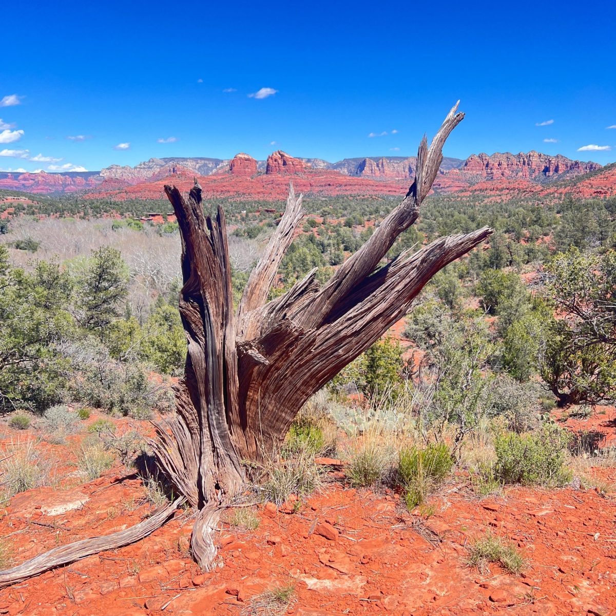 Twisted tree trunk on red rocky terrain with distant red rock formations under a clear blue sky.