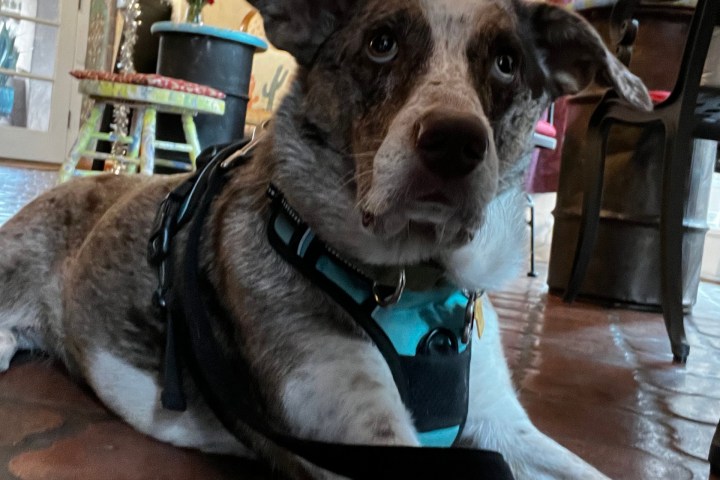 Dog with blue harness lying on a tiled floor in an art-decorated room.