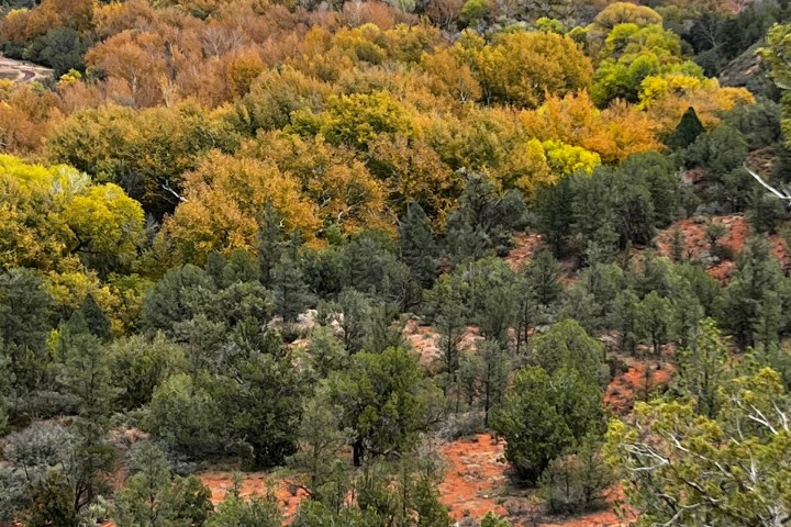 Scenic view of forest with autumn foliage and distant red rock mountains.