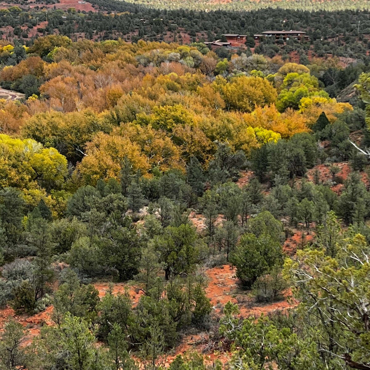 Scenic view of forest with autumn foliage and distant red rock mountains.