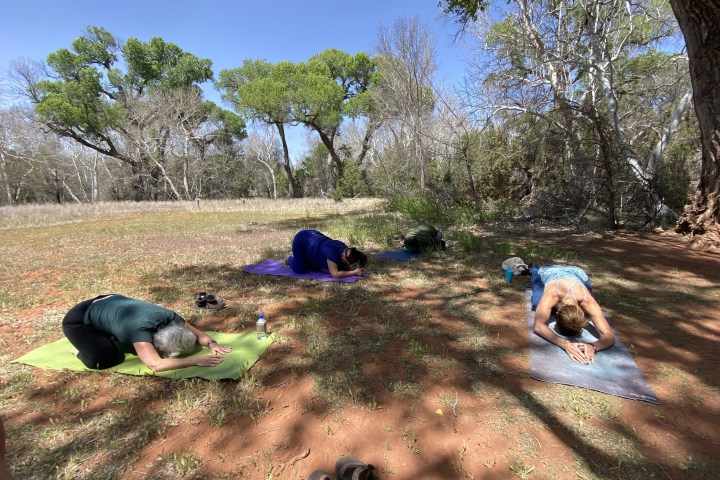 Three people practicing yoga outdoors on mats in a grassy area with trees.