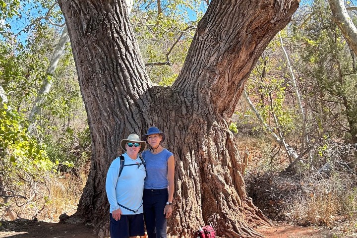 Two people standing in front of a large tree with dense foliage and a clear blue sky.
