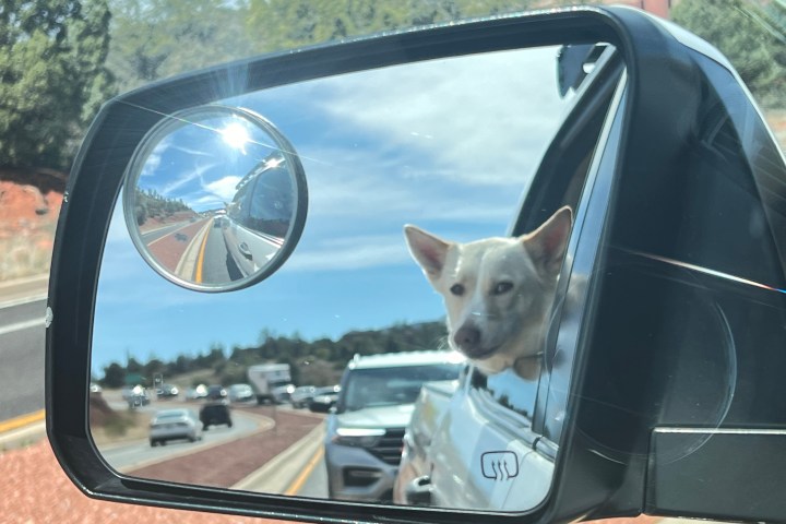 Dog with head out of car window seen in side mirror on a busy road.