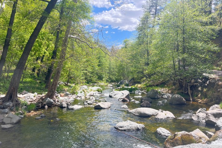 Forest stream with rocks and lush green trees, under a partly cloudy sky.