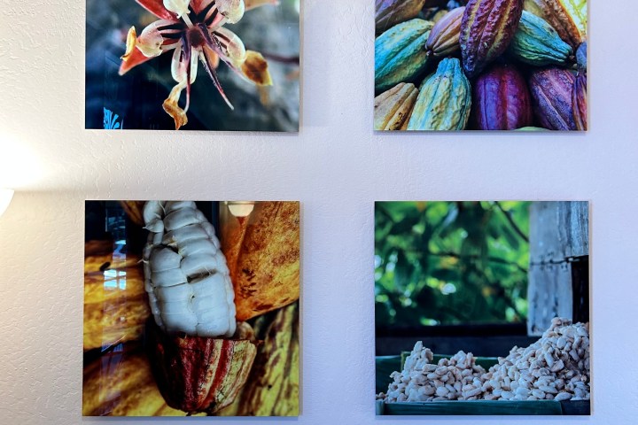 Four square images on a wall, displaying cacao flowers and pods.