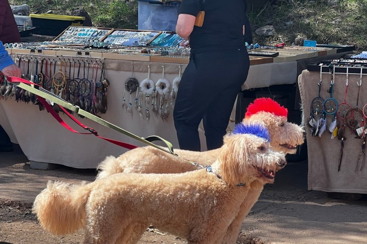 Two poodles with colored ears and mohawks on leashes near a jewelry stall at an outdoor market.