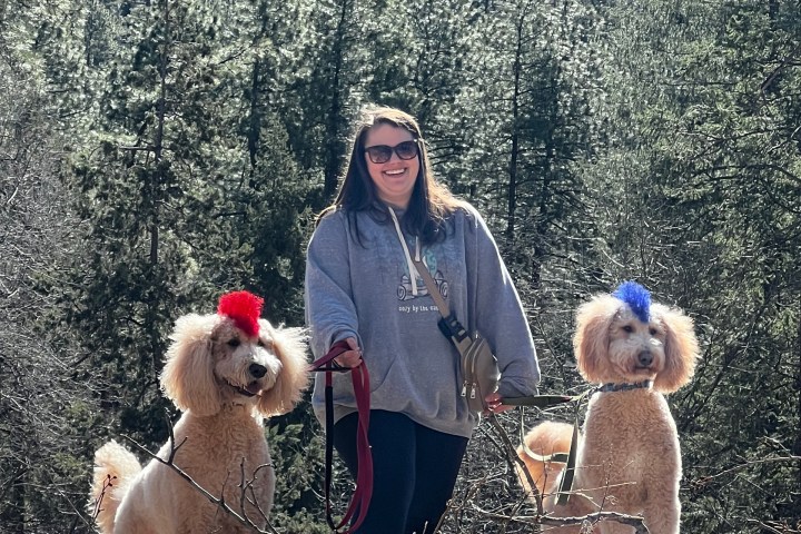 Person with two poodles in forest, each dog wearing a colored tuft, red and blue, on their heads.