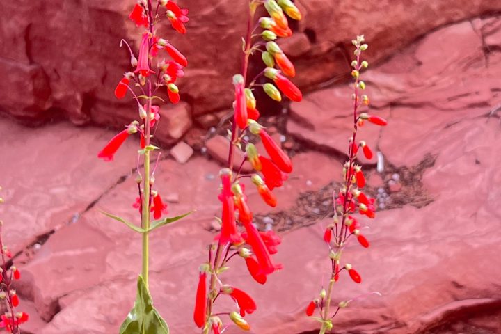 Red tubular flowers on tall stems in front of red rock background.