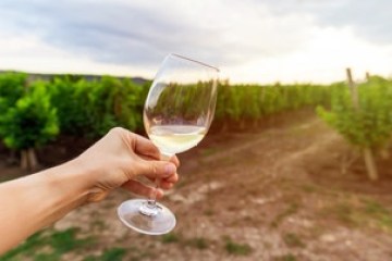 Hand holding white wine glass in vineyard with cloudy sky.