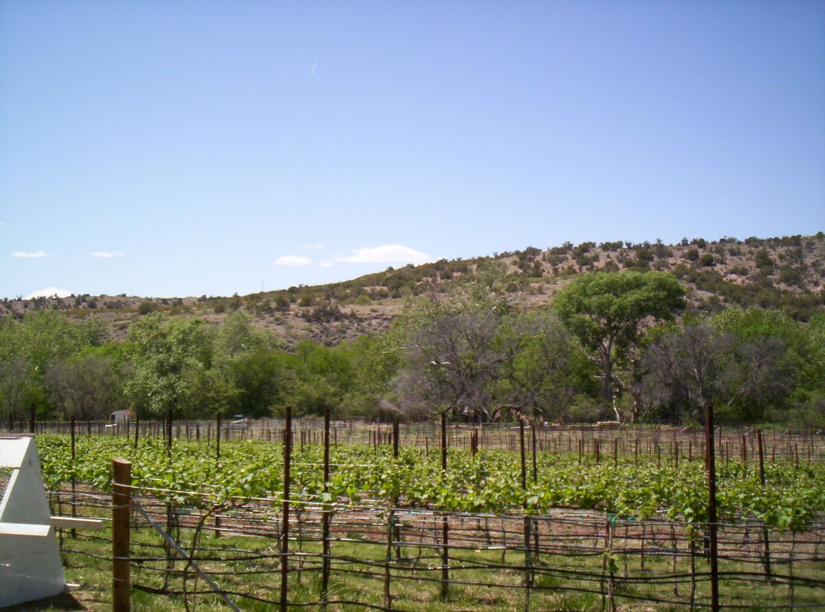 Green vineyard with hills and trees under a clear blue sky.
