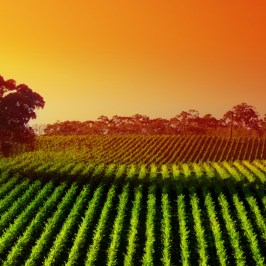 Vineyard with lush rows of grapevines and trees under an orange sunset sky.