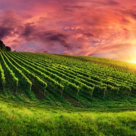 Vineyard at sunset with dramatic clouds and lush green rows.