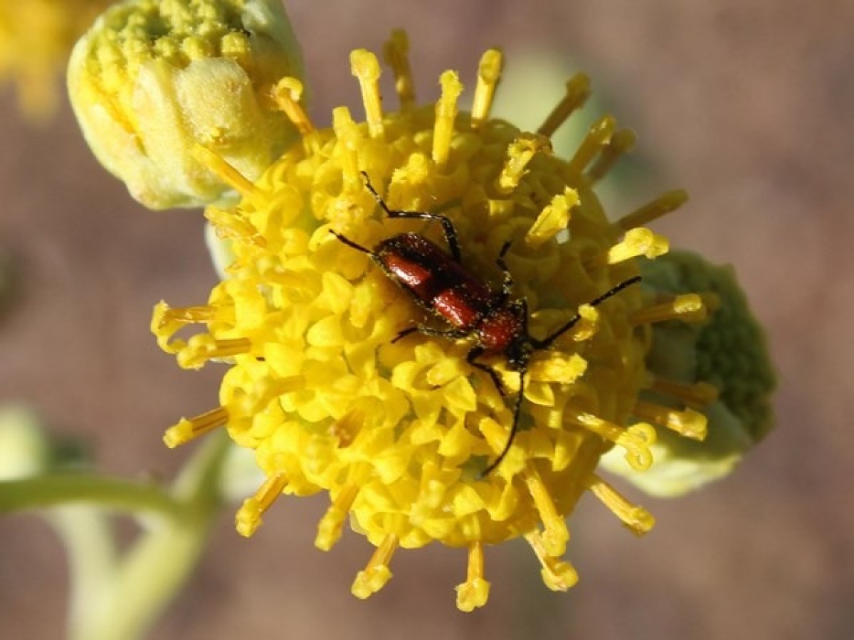 Red beetle on yellow flower with buds in background.