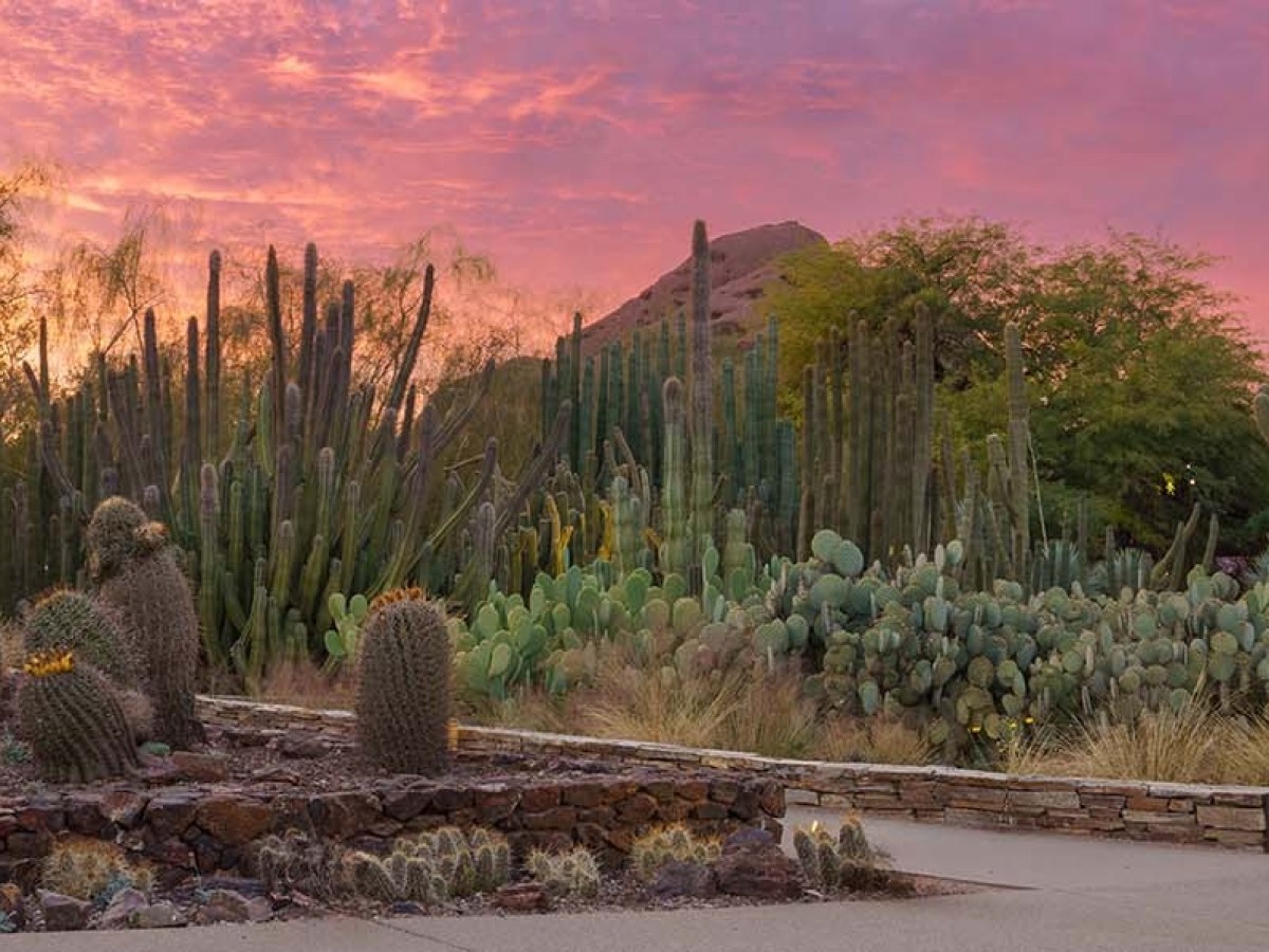 Sunset over desert garden with various cacti and pink sky.