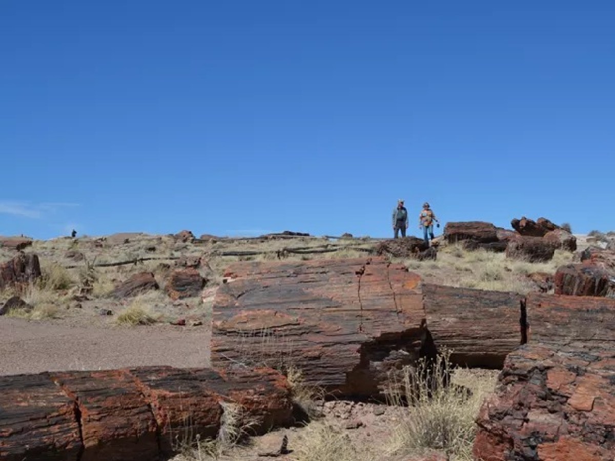 Petrified logs under blue sky with two people walking in the background.