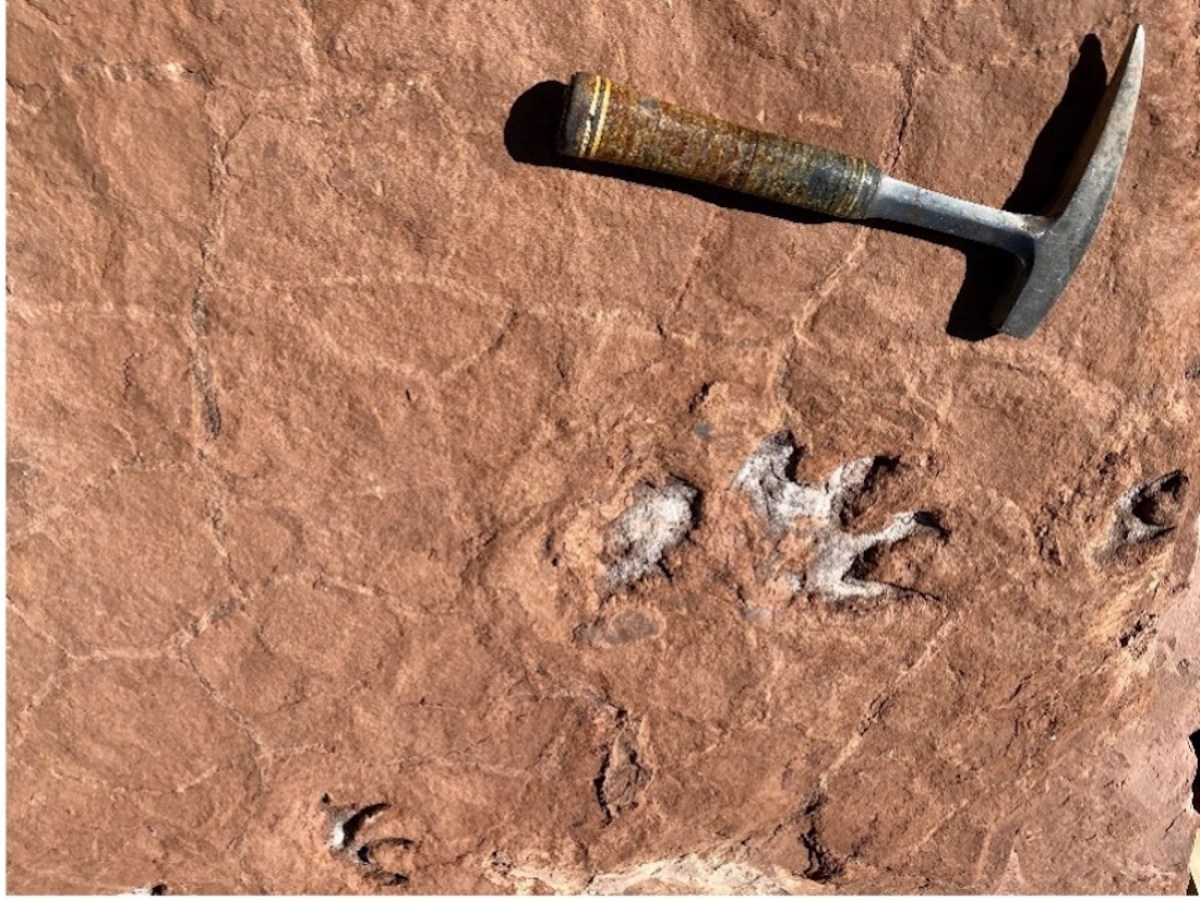 Rock with fossilized animal tracks next to a hammer for scale.